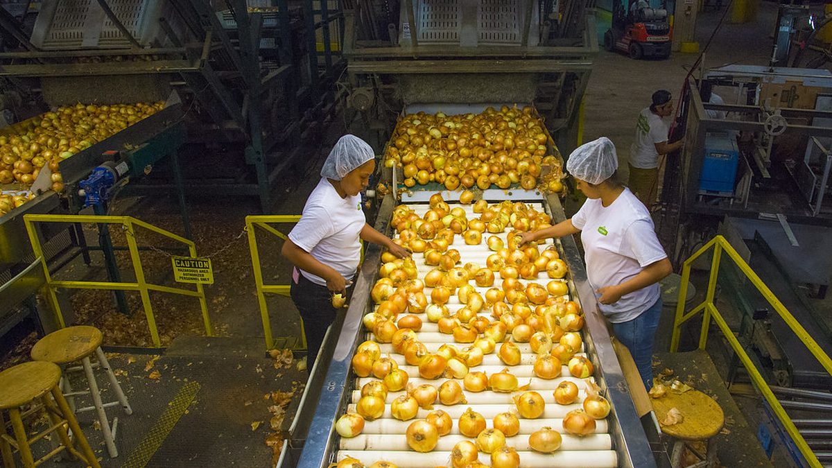 Workers in hairnets sorting onions on a food processing line